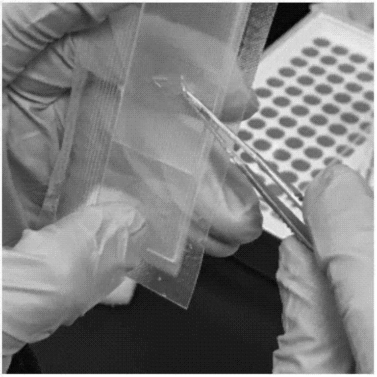 Composite membrane based on gelatin and amino acid, and method for cultivating limbal stem cells on membrane