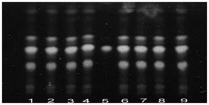 TLC (Thin layer chromatography) rapid identification method for cacumen biotae