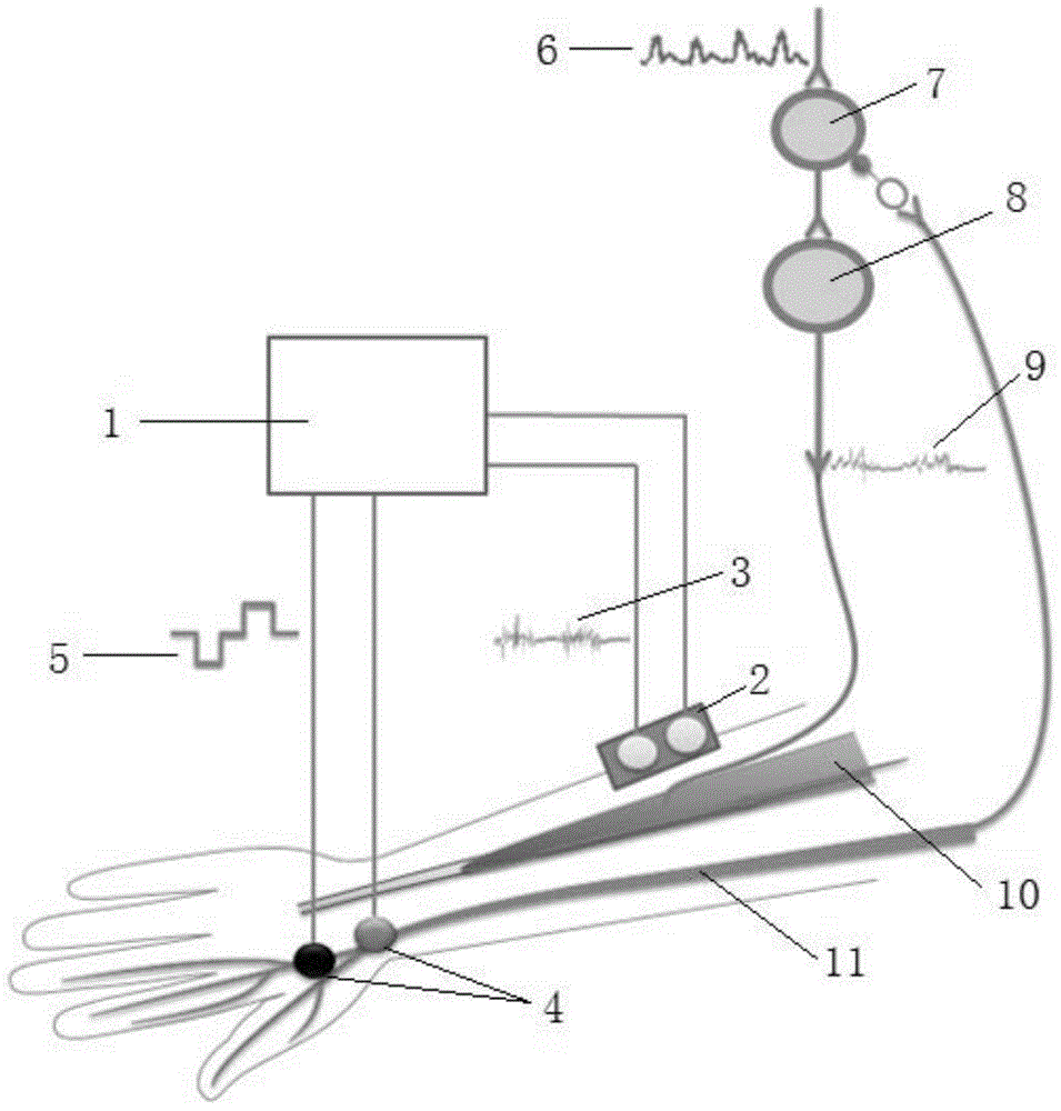 Electrical stimulation system for suppressing Parkinson resting tremor based on skin reflex principle