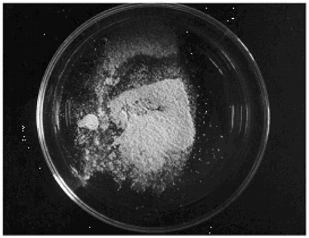 A thermocoagulable polysaccharide, its fermentation strain and application