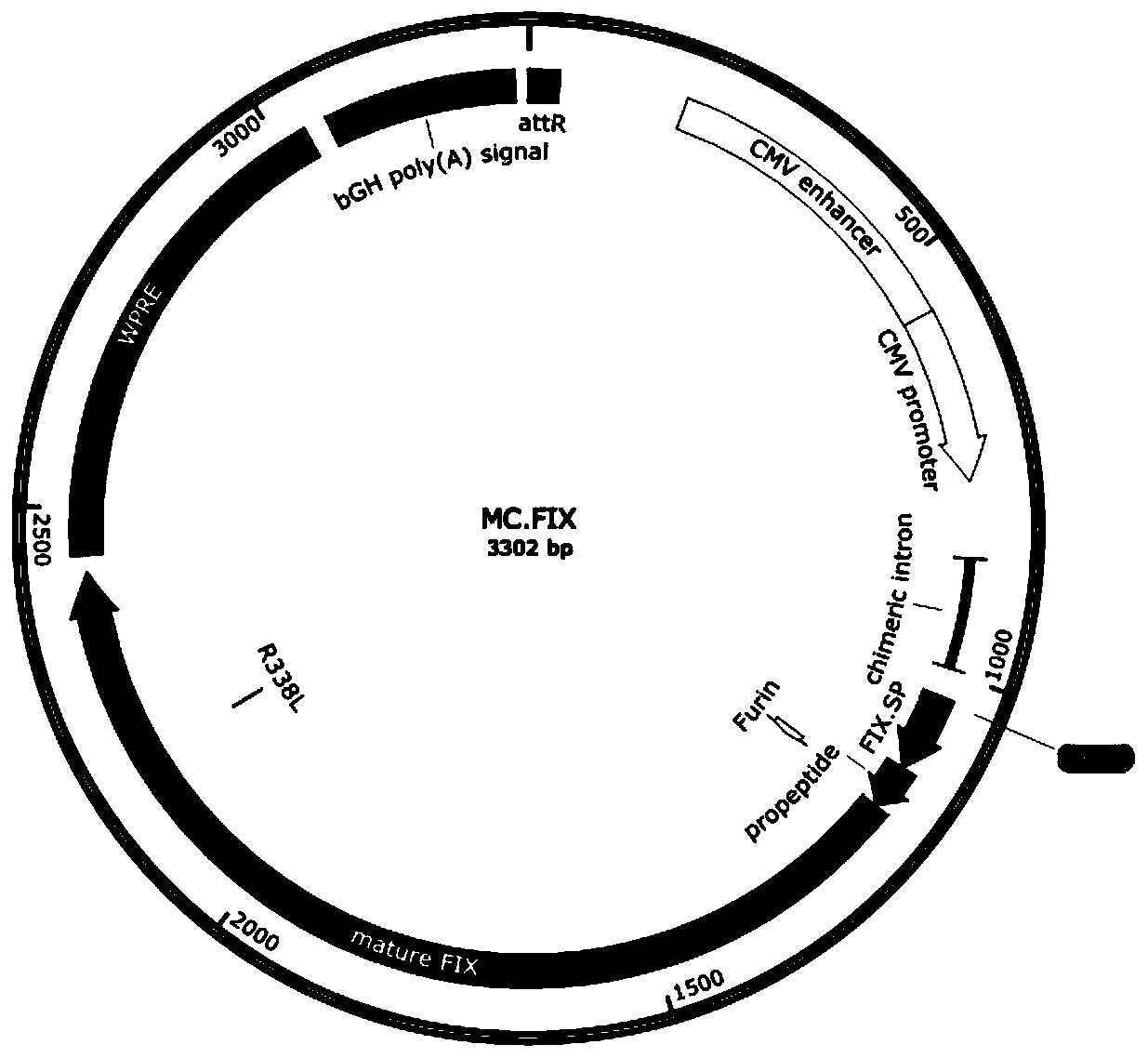 Muscle-targeted minicircle DNA gene therapy