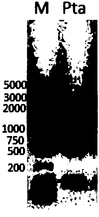 Method for promoting oleaginous yeasts for produce oil