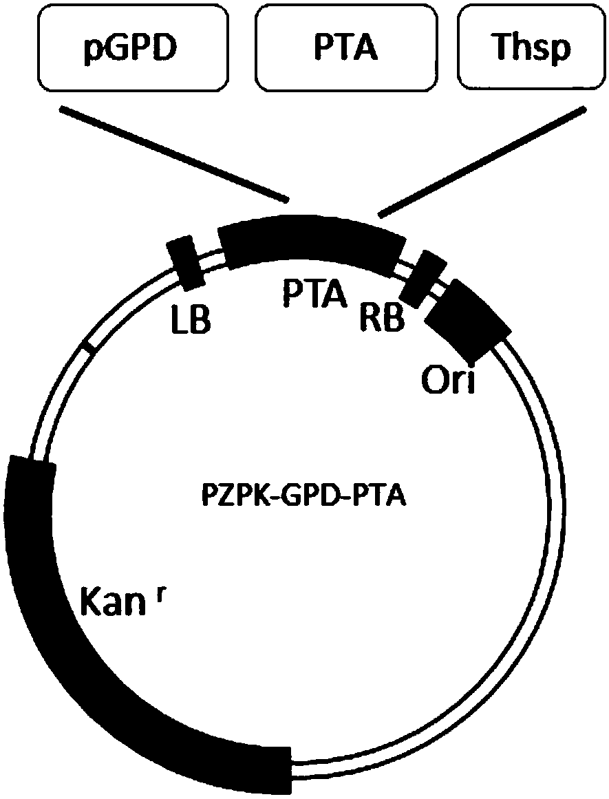 Method for promoting oleaginous yeasts for produce oil