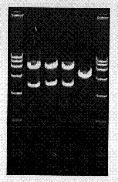 Recombinant baculovirus expressing manually modified and synthesized influenza A H1N1 virus HA-NA-M1 gene