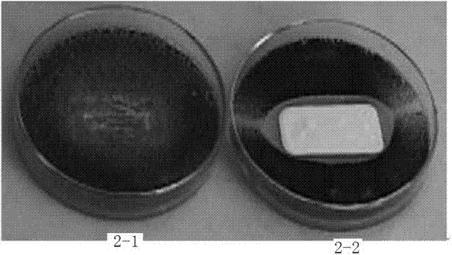 Aqueous organic-inorganic composite coating and preparation method thereof