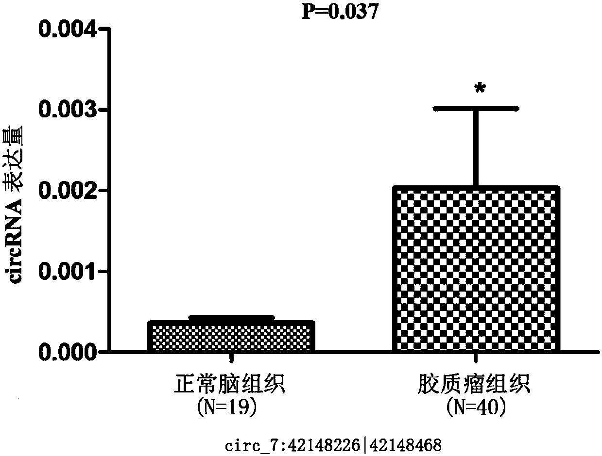 Glioma prognostic marker circ7:42148226|42148468 and application