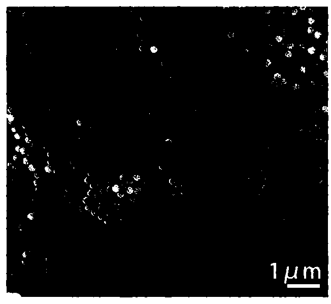 Preparation method of super-hydrophobic non-iridescence structural color film