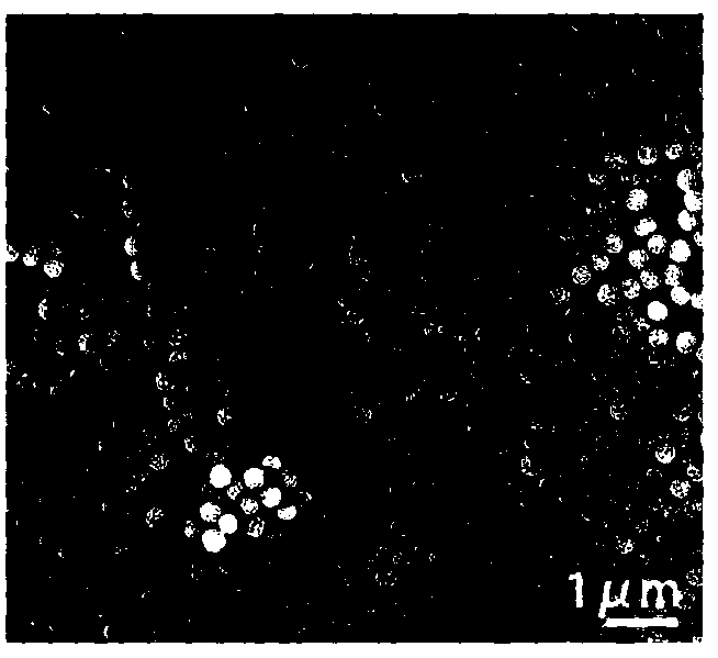 Preparation method of super-hydrophobic non-iridescence structural color film