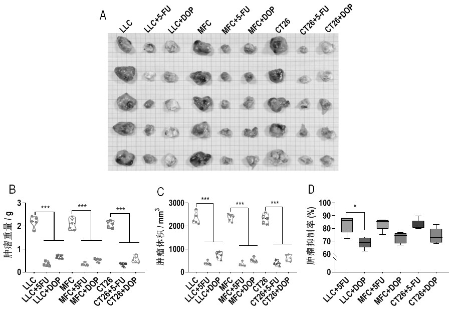 Application of dendrobium officinale polysaccharide in preparation of drug for treating tumors by targeting tumor-associated macrophages