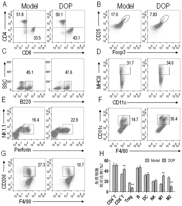 Application of dendrobium officinale polysaccharide in preparation of drug for treating tumors by targeting tumor-associated macrophages