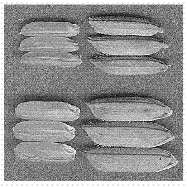 Method for simplifying hybrid rice seed production process and improving production efficiency