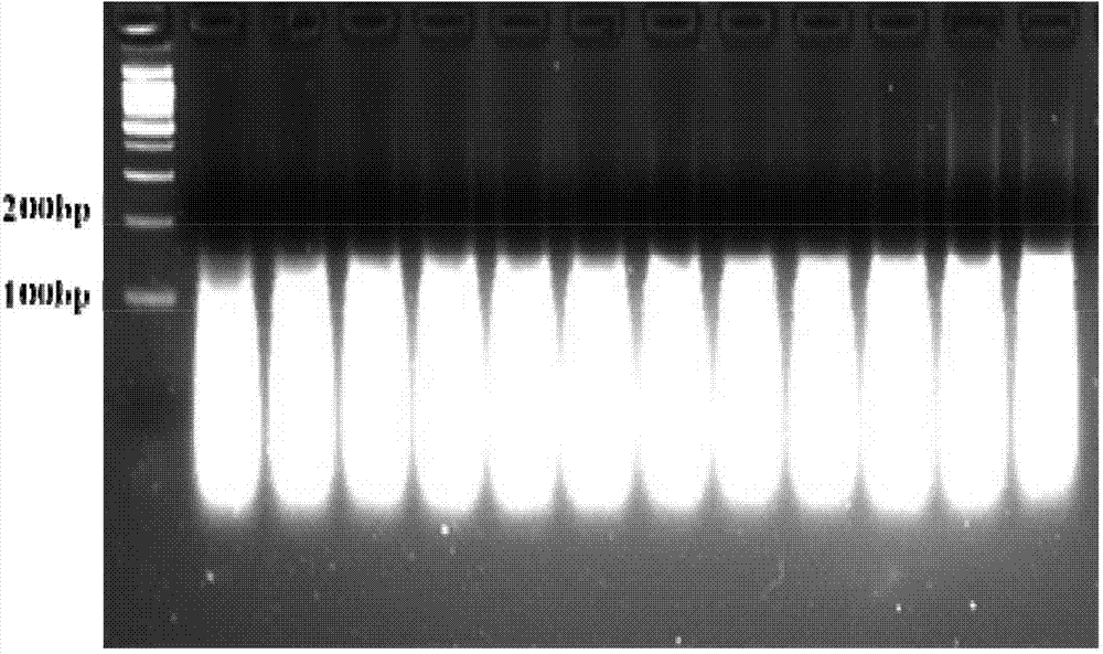 THSD7A gene sequence, expression change detection, and application of sequence in coronary heart disease prediction