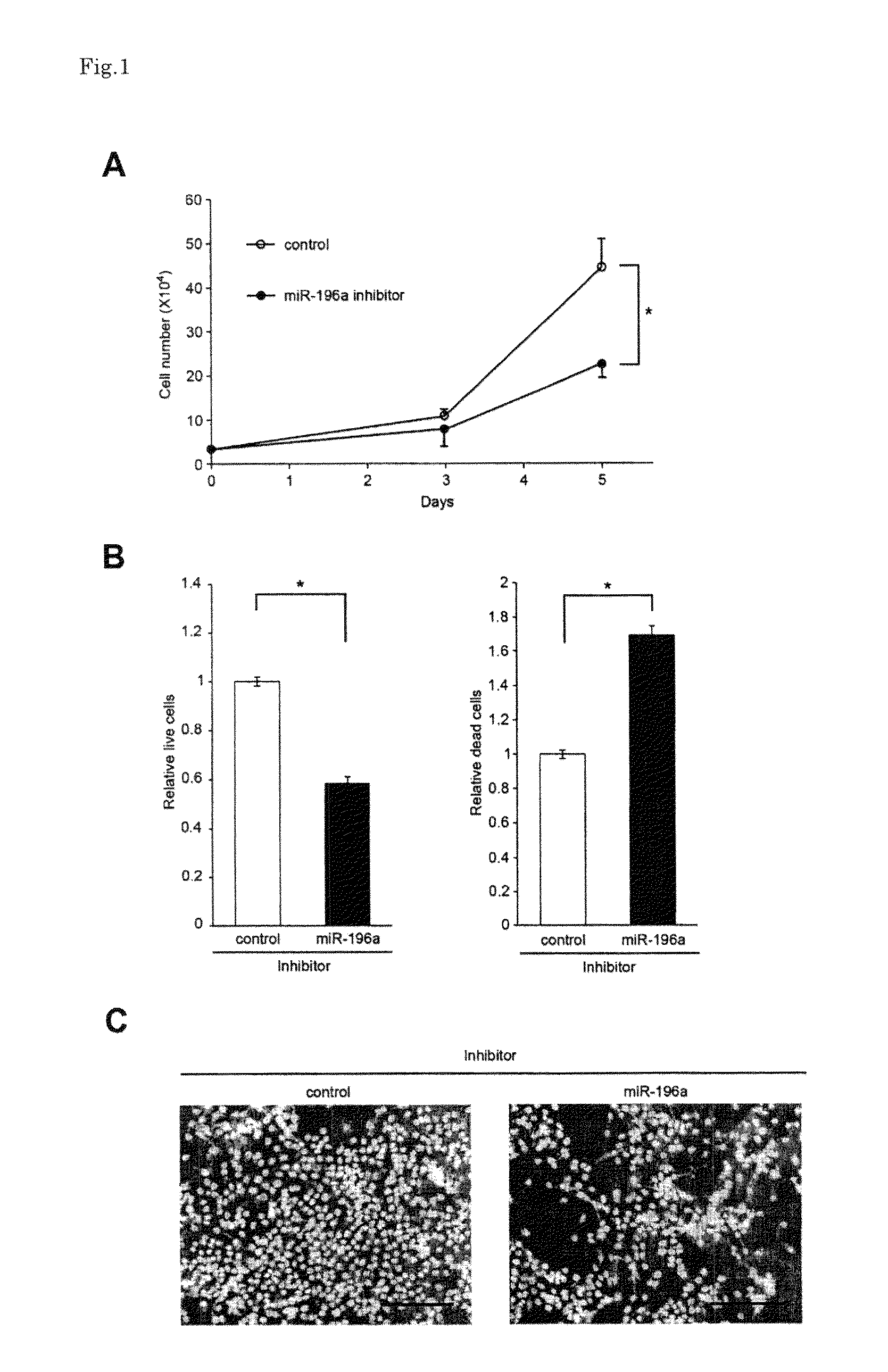 Head-and-neck tumor proliferation inhibitor