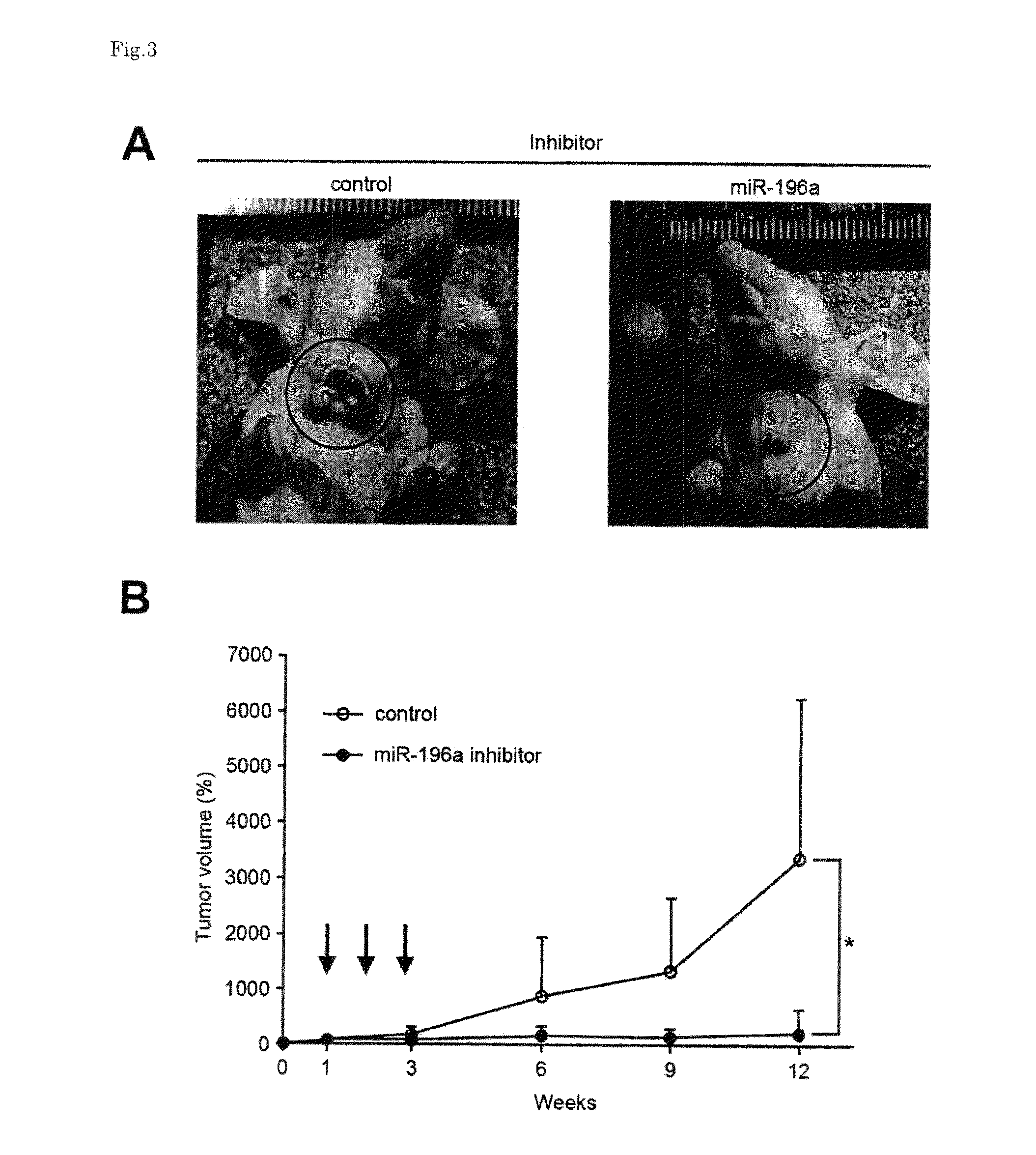 Head-and-neck tumor proliferation inhibitor