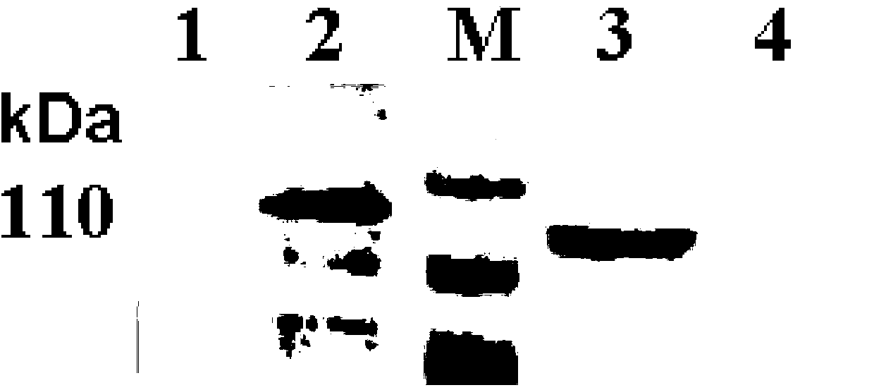 Monoclonal antibody BTV16-3G10 resistant to bluetongue virus serum 16 type VP2 protein, B-cell epitope polypeptide identified by monoclonal antibody BTV16-3G10, and applications of monoclonal antibody BTV16-3G10