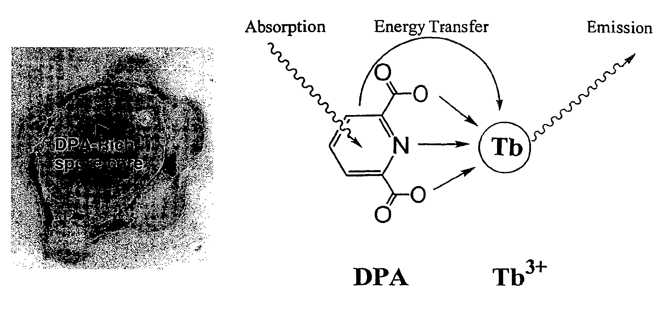 Method and apparatus for detecting and quantifying bacterial spores on a surface