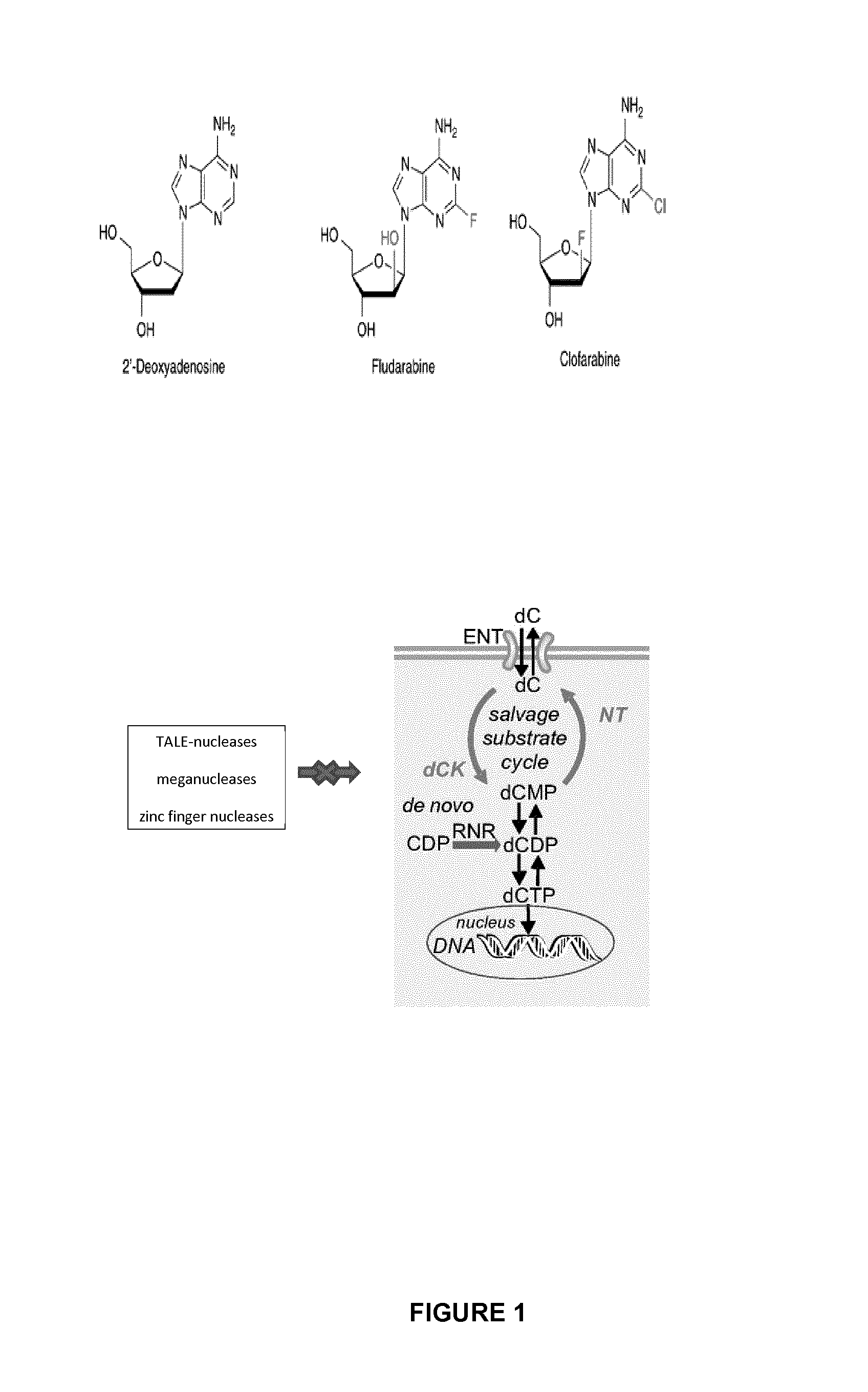 Method of engineering chemotherapy drug resistant t-cells for immunotherapy