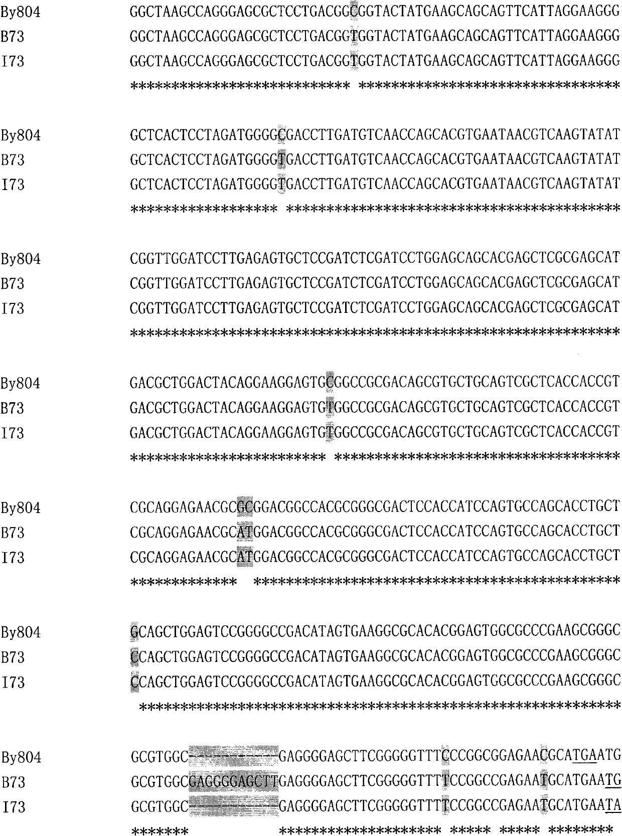 Protein, gene and function fragment involved in palmitic acid synthesis and application thereof