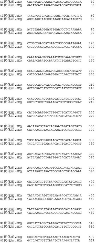 Codon-optimized danio rerio g-type lysozyme-1 gene and recombinant expression protein thereof