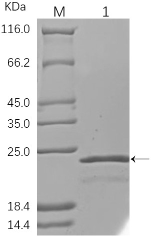 Codon-optimized danio rerio g-type lysozyme-1 gene and recombinant expression protein thereof