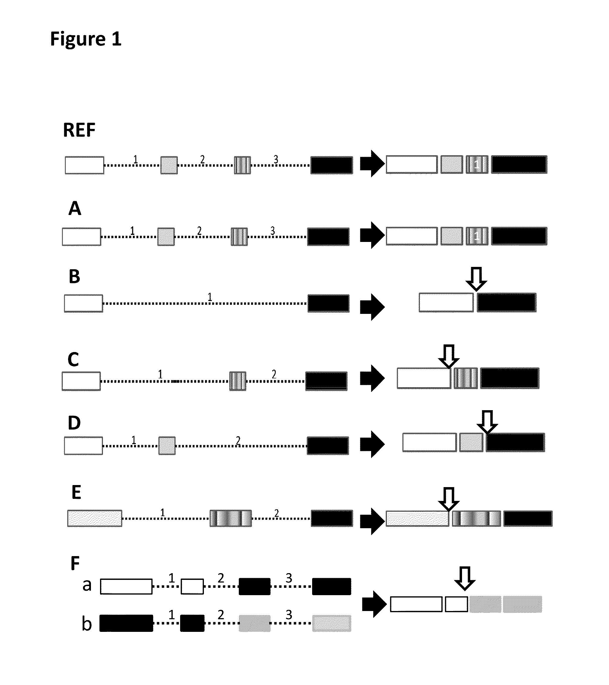 Fusion transcript detection methods and fusion transcripts identified thereby