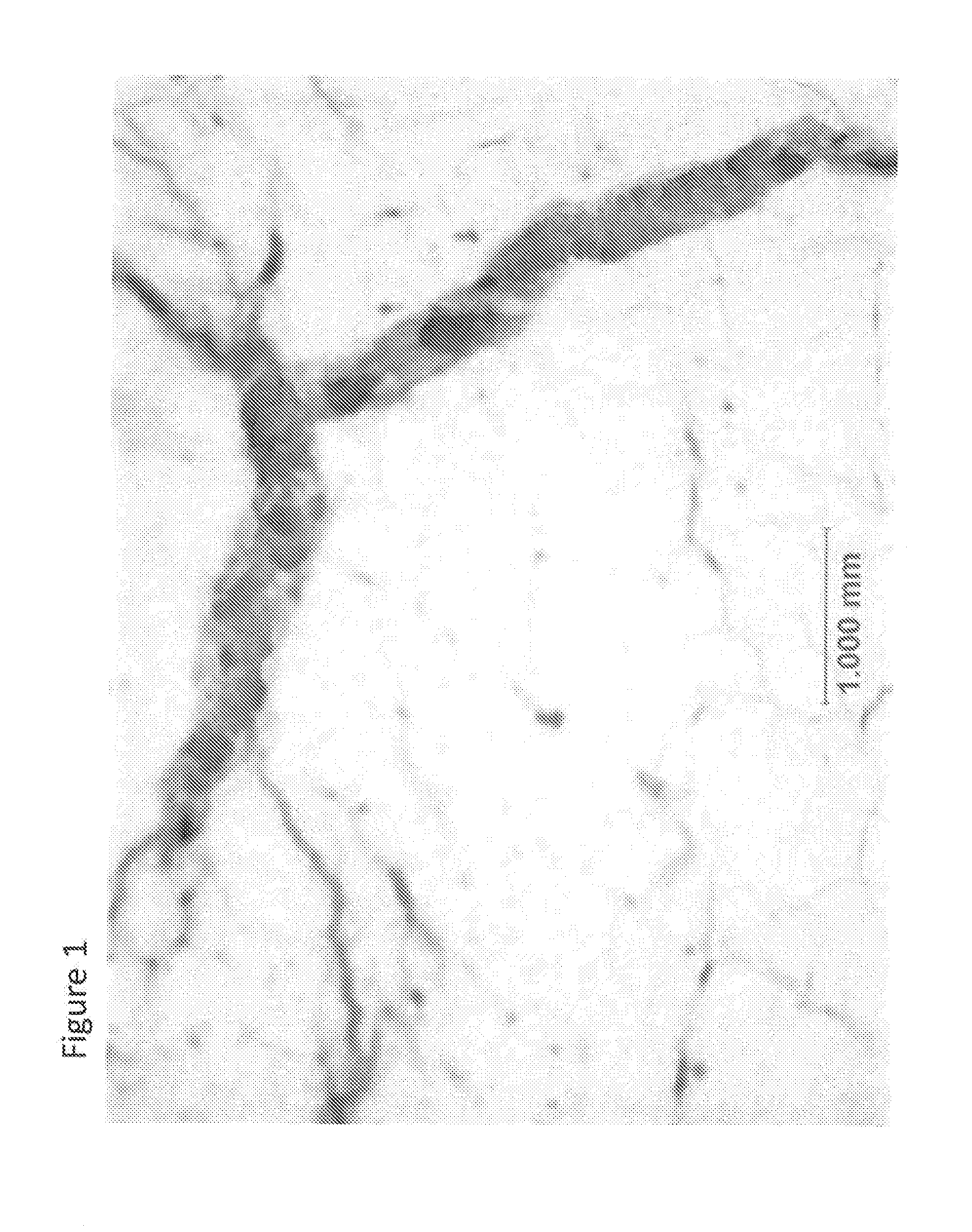 Curable compositions containing isocyanate functional components having improved durability