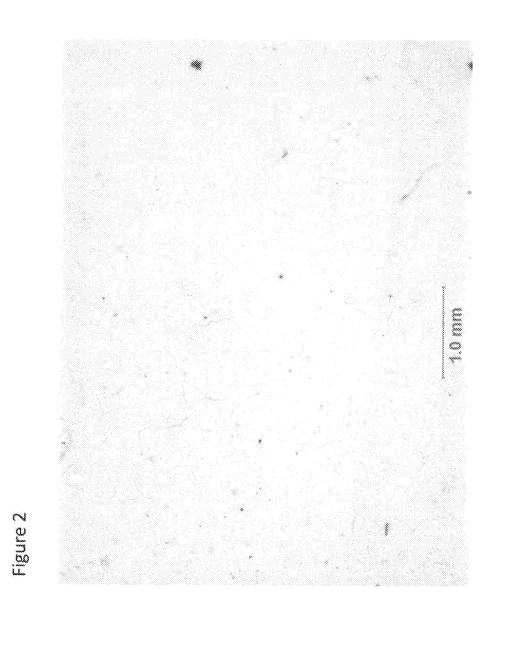 Curable compositions containing isocyanate functional components having improved durability