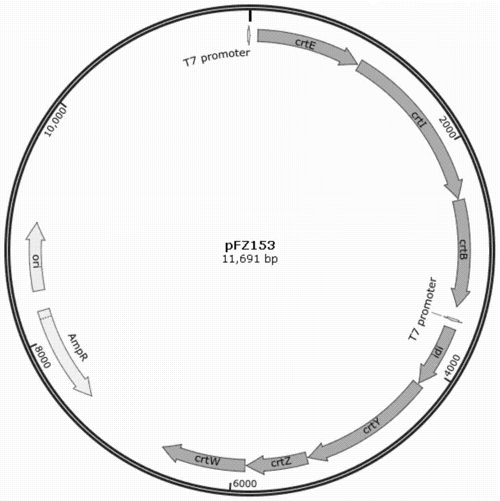 Astaxanthin synthase of Sphingomonas and its encoding gene and method for genetic manipulation of Sphingomonas