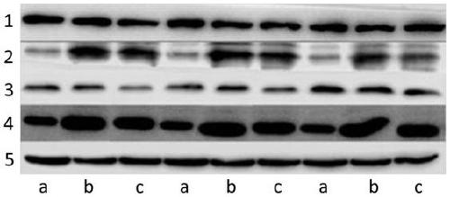 Method for establishing HT-29 cell inflammatory model and application