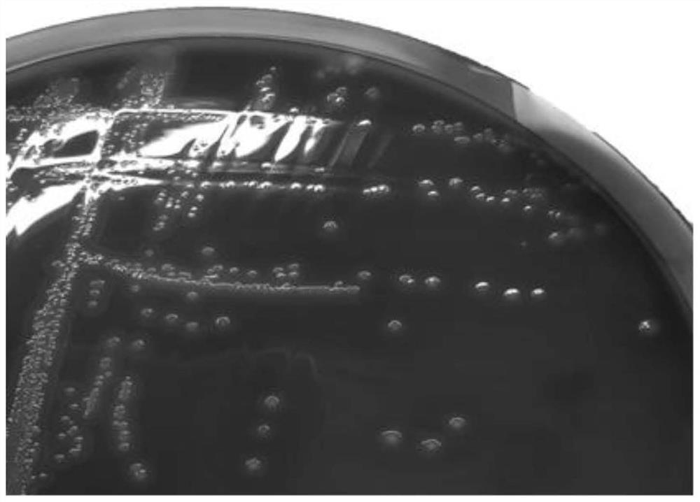 Streptococcus sp.64 and application thereof