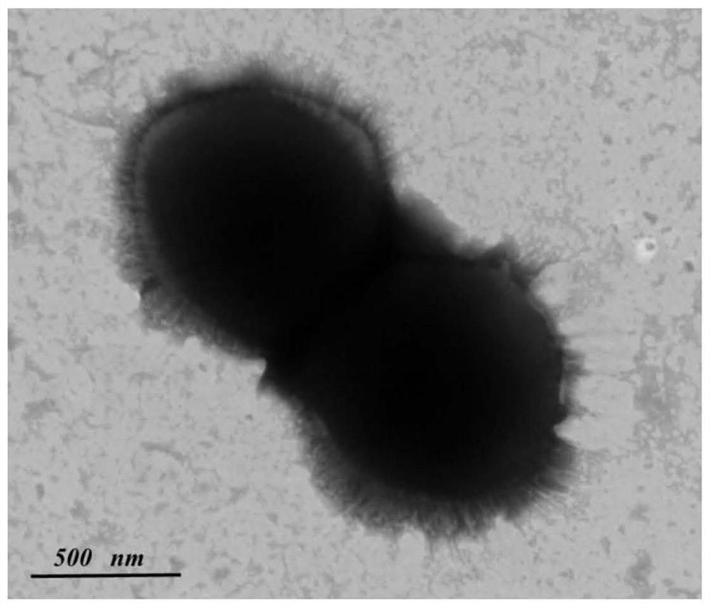 Streptococcus sp.64 and application thereof