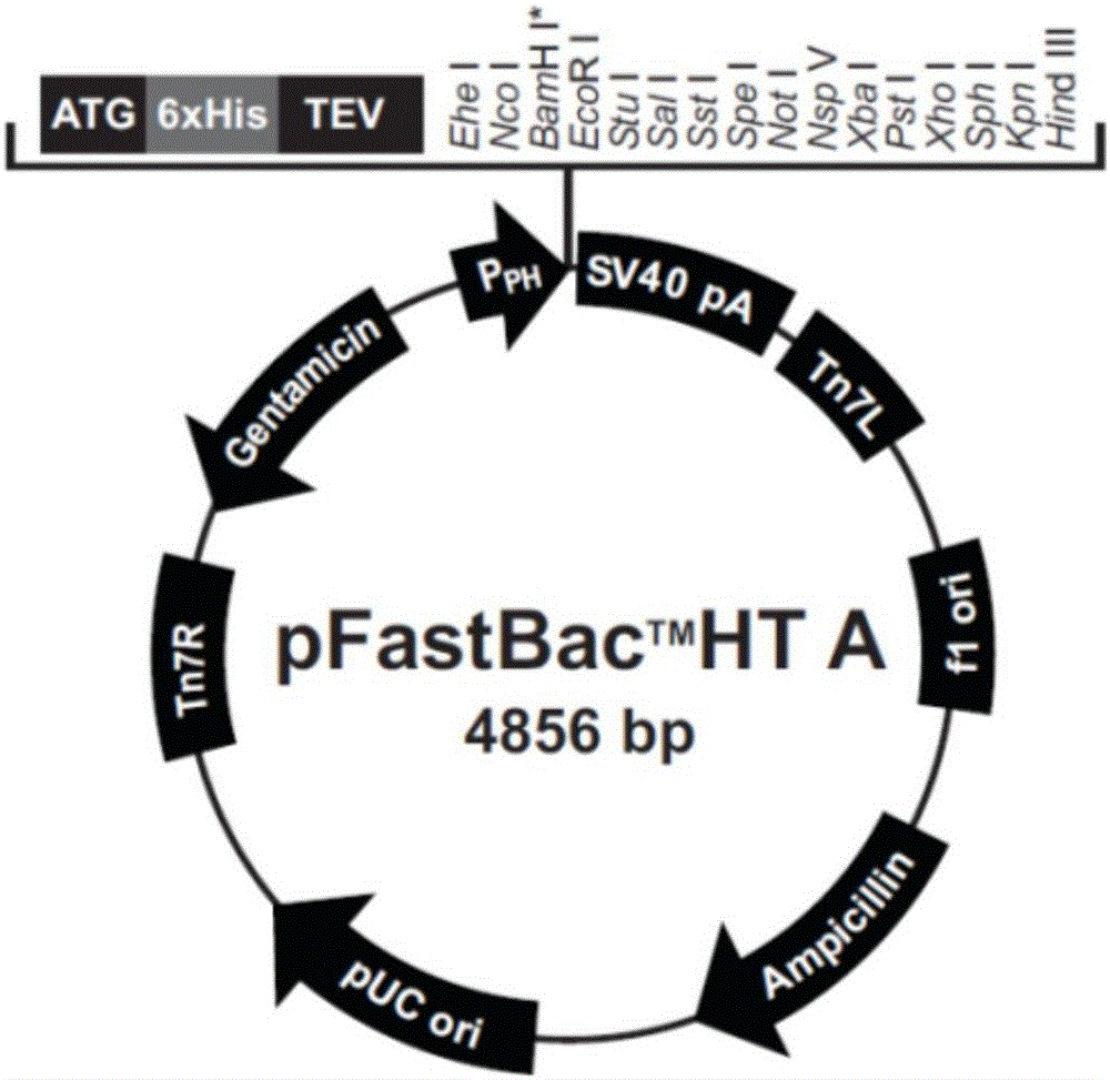 Method for obtaining pigeon magnetic-sensing protein by using prokaryotic expression system