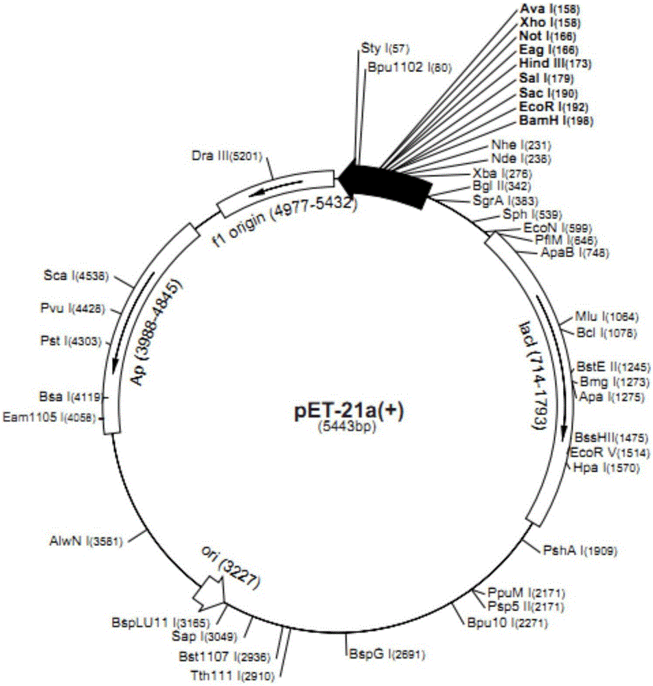 Method for obtaining pigeon magnetic-sensing protein by using prokaryotic expression system