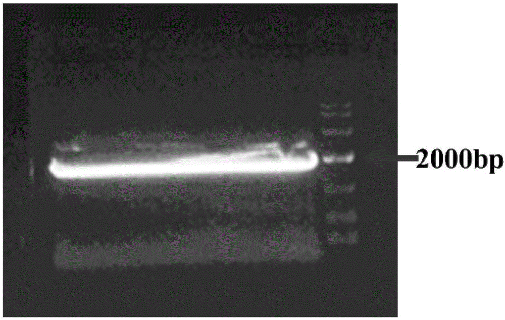 Method for obtaining pigeon magnetic-sensing protein by using prokaryotic expression system