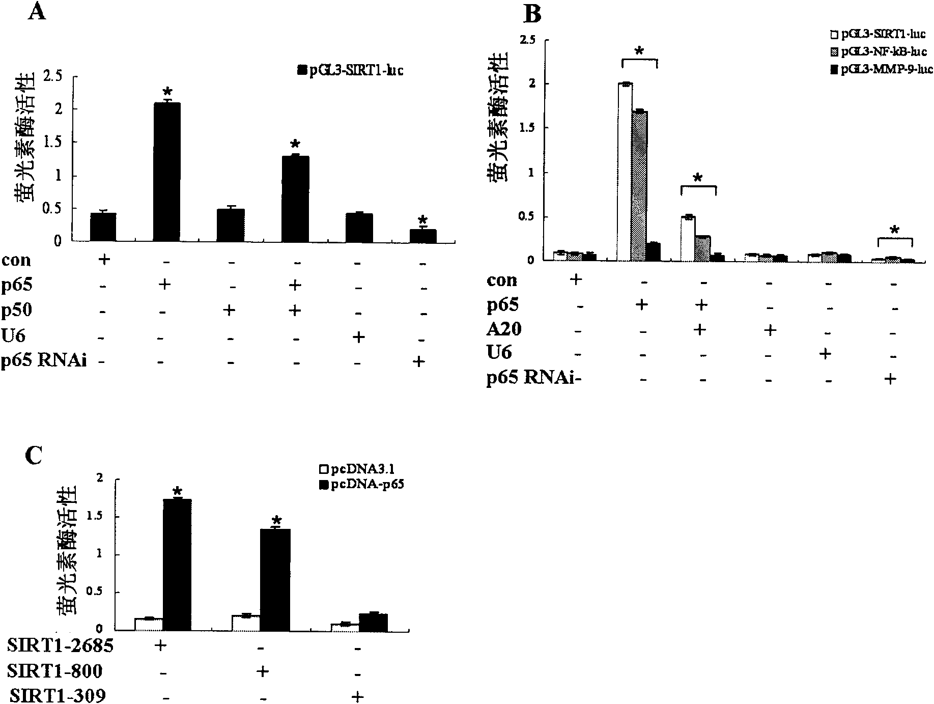 Application of p65 in preparation of medicament for up-regulating SIRT1 expression