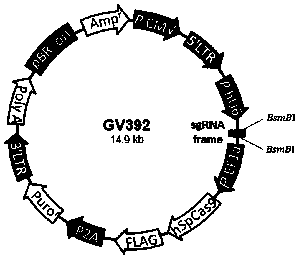 XPO1 gene knockout pancreatic cancer cell line and construction method thereof