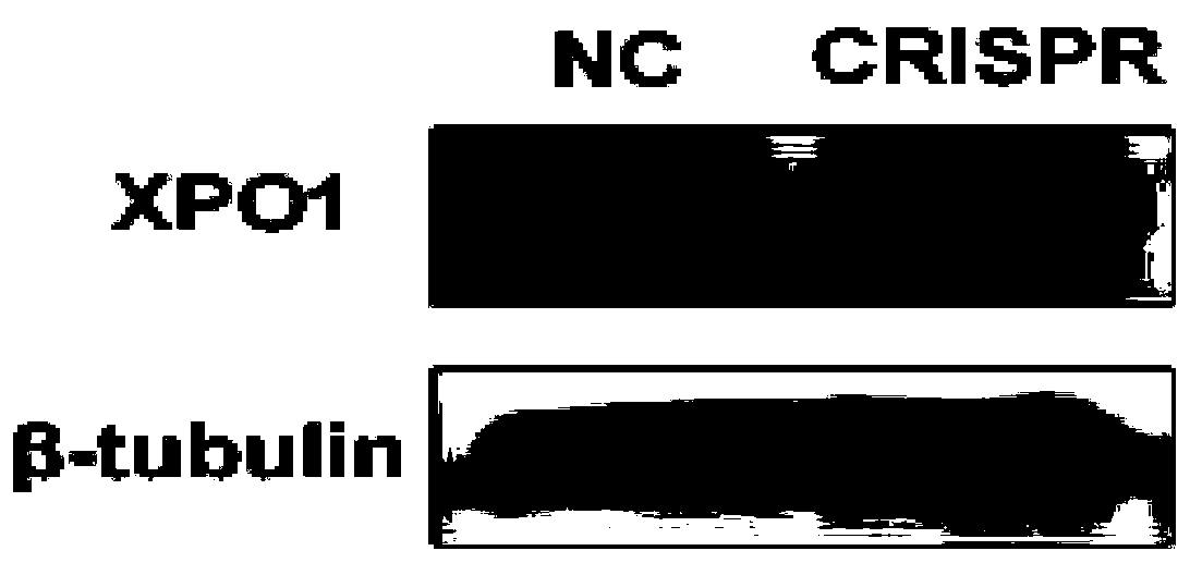 XPO1 gene knockout pancreatic cancer cell line and construction method thereof