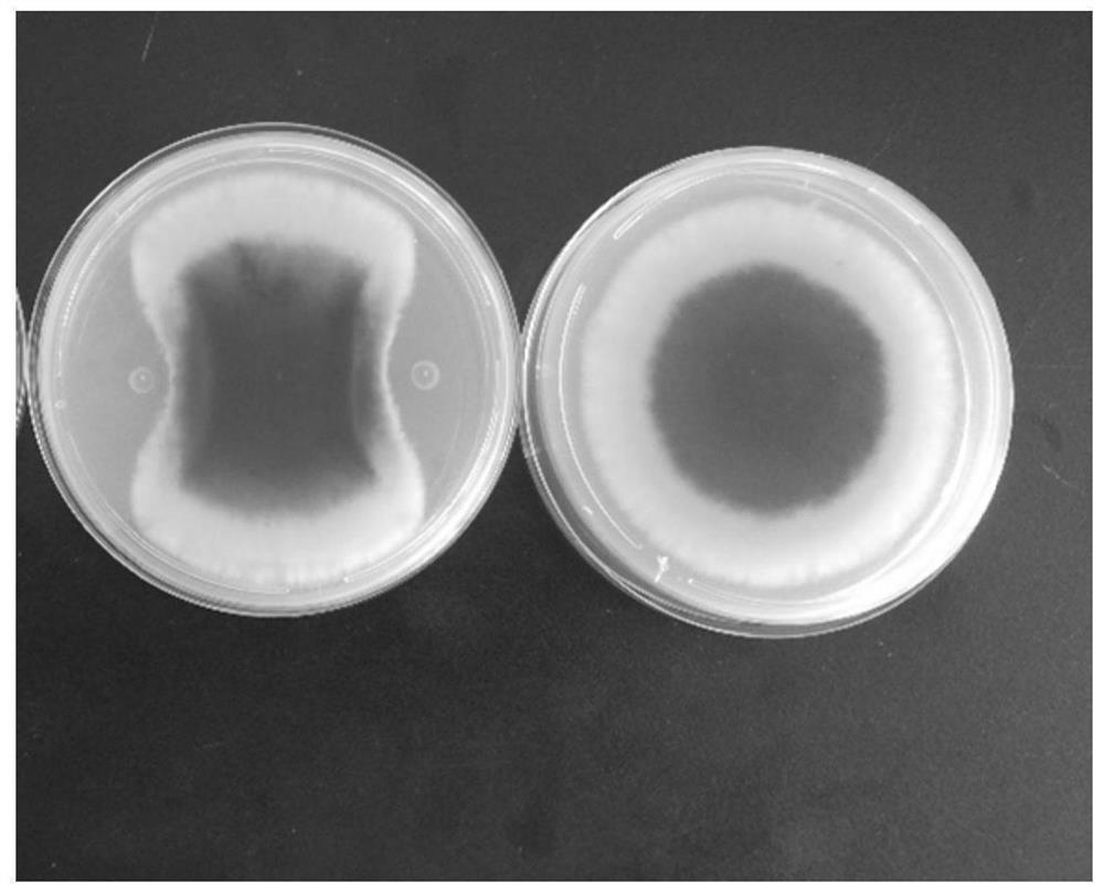 Method for promoting growth and disease resistance of vegetables by using paenibacillus polymyxa AF01