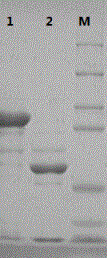 Virus-like particle of recombined human papillomavirus 33 and preparation method of virus-like particle