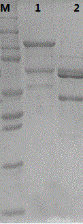 Virus-like particle of recombined human papillomavirus 33 and preparation method of virus-like particle