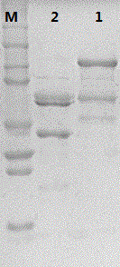 Virus-like particle of recombined human papillomavirus 33 and preparation method of virus-like particle