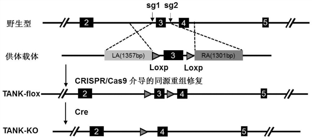 Application of traf-binding NF-κB activator (tank) and its inhibitors in the treatment of cardiac hypertrophy