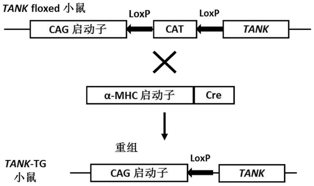 Application of traf-binding NF-κB activator (tank) and its inhibitors in the treatment of cardiac hypertrophy