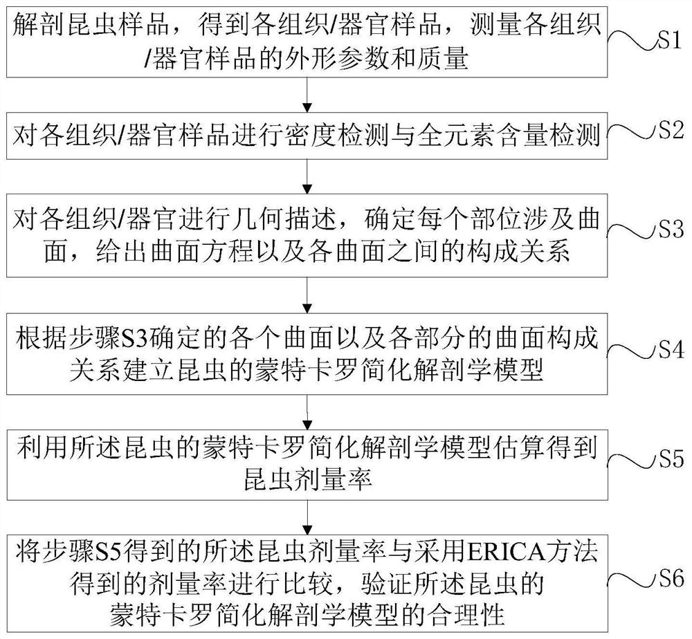 Simplified anatomical model establishment method for insect dose rate estimation