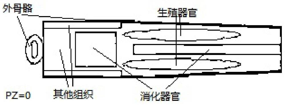 Simplified anatomical model establishment method for insect dose rate estimation