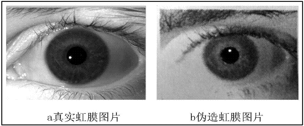 Iris image classification method based on depth learning characteristics and Fisher Vector coding model