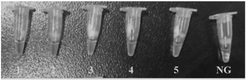 Primers, kit and method for detecting Escherichia coli Shiga toxin I by PSR (polymerase spiral reaction)