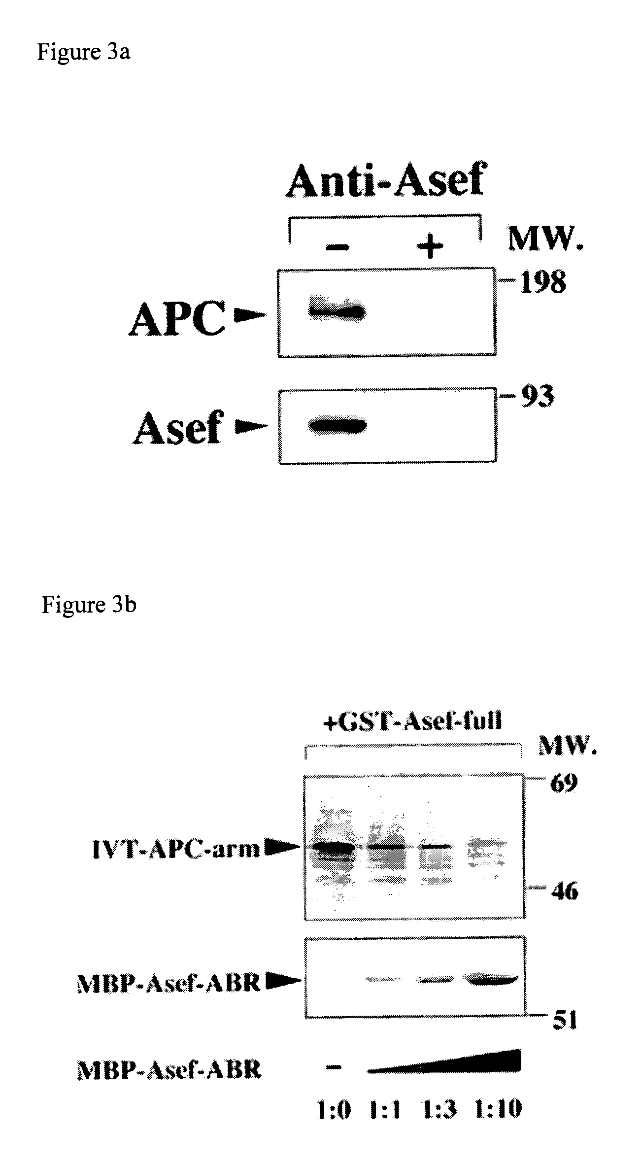 Colon cancer metastasis inhibitor