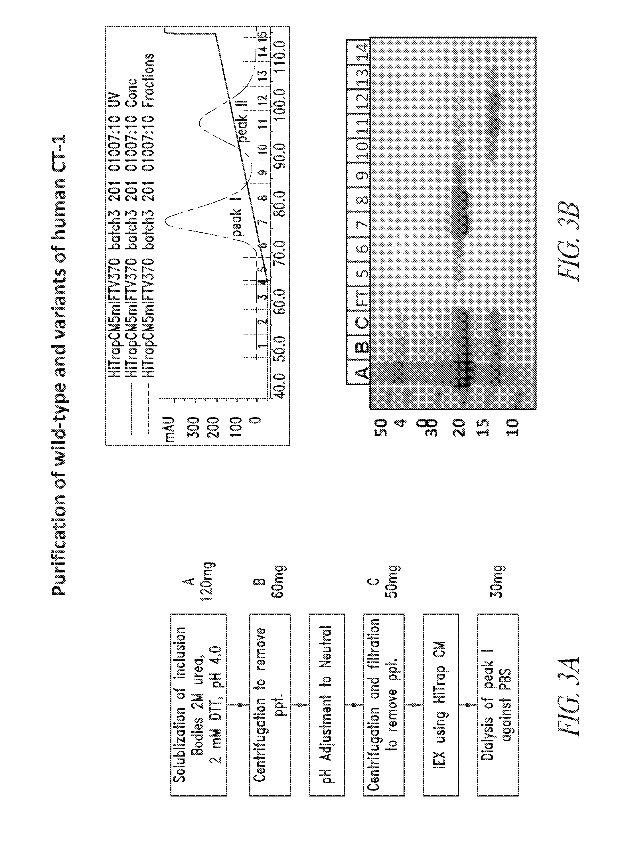 Cardiotrophin related molecules for enhanced therapeutics