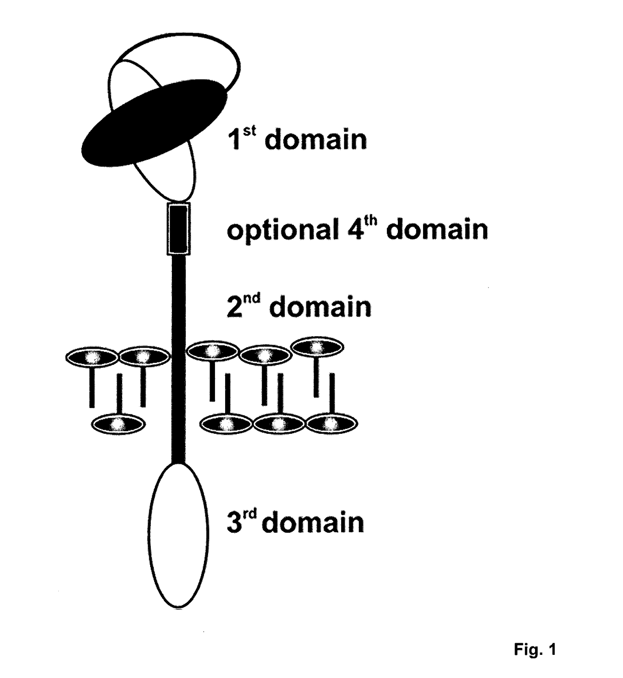 Universal chimeric antigen expressing immune cells for targeting of diverse multiple antigens and method of manufacturing the same and use of the same for treatment of cancer, infections and autoimmune disorders